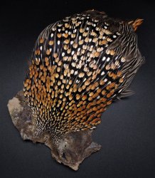 Скальп джанглевого петуха градация AAAA(Индия)