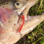 Малинка TROUT ZONE Blood Worm(Россия)